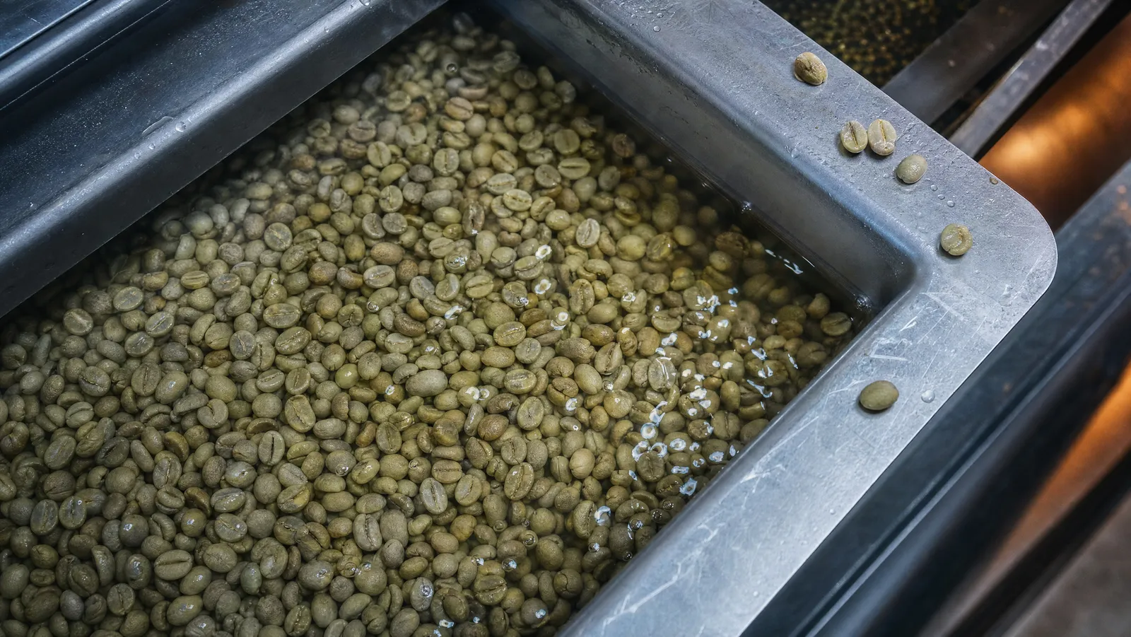 Pale green coffee beans soaking in shallow water in a stainless steel processing tray