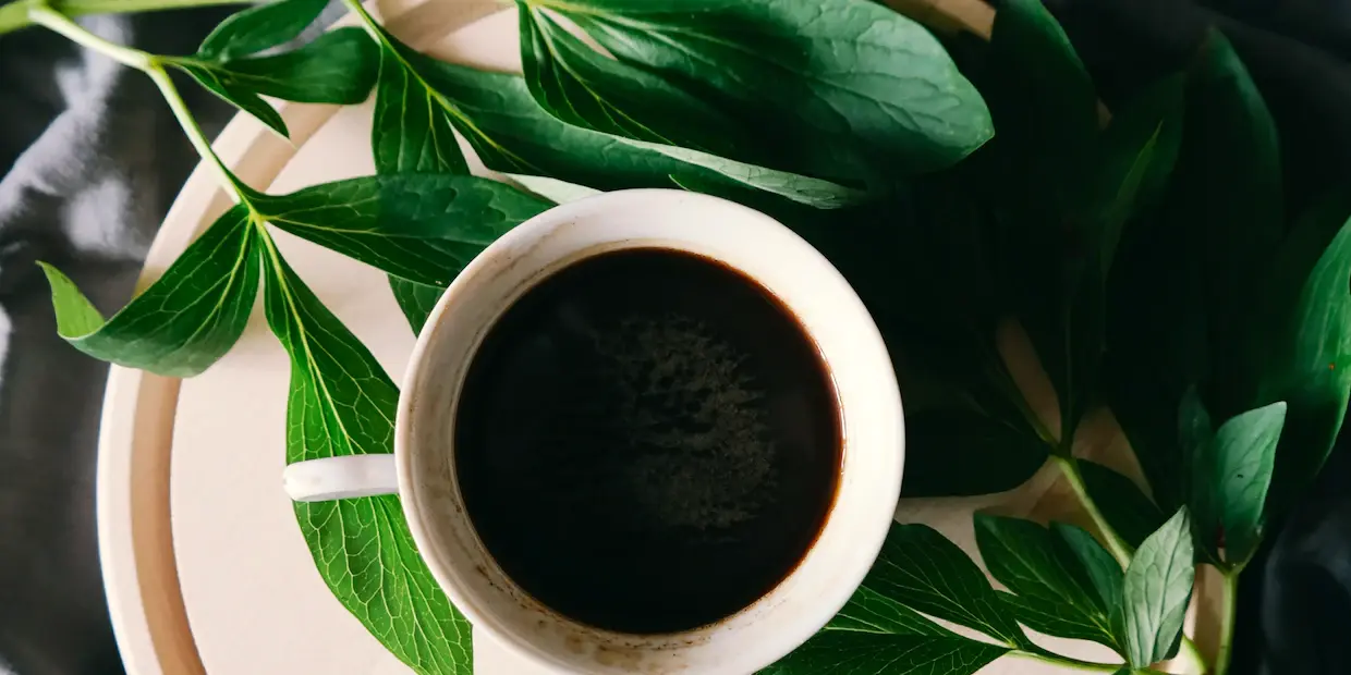 Insanely Good: The Best Automatic Drip Coffee Makers